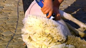 Sheep shearing machine - How DO THEY DO IT...? | Shearing Industry Culture