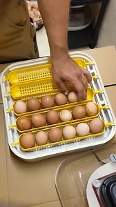 Auto Turning Helps Or Not? #incubator #chicks #chicken #eggs #farmlife | Gold Shaw Farm