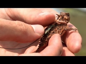 TINKER AFB AND OKC ZOO TEXAS HORNED LIZARDS