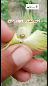 Whitefly attack on cotton crop | fruit damage | use fabulous and speedfol cotton to overcome this | to order just visit our website for latest price details and for orders www.kissanghar.pk free delivery! #kissanghar #kisan #kisanghar #fabulous #speedfol #cotton #whitefly #jafferagro #swatagro | Kissan Ghar