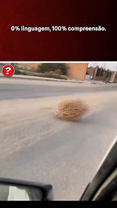 19K views · 15K reactions | Esse arbusto rodante só virou ícone dos...