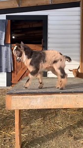 Did someone say it was Friday! #justlooseit #FridayEnergy #weekendvibes #HopingtonAcres #Canada #CanadianAg #goat #GoatThings #GoatsOfInstagram #ThankAFarmer #NigerianDwarfGoats #FarmLife Repost via Instagram @hopingtonacres | RFD-TV