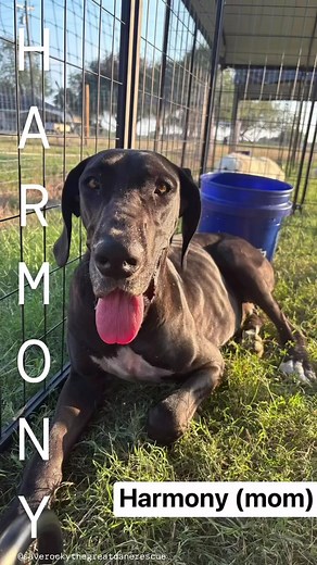 HARMONY ☀️ She is a young adult, hw but started on slow kill, has vaccines but is not spayed yet as we need her in a proper home to heal. Harmony is a very sweet girl, but she’s still in the process of learning her manners. She tends to get excited and expresses her joy by giving hugs, BIG hugs. In moments of extreme excitement, she may playfully put your arm or hand in her mouth, a charming quirk that reflects her exuberance. Harmony’s journey has been one of resilience and love, and she is now