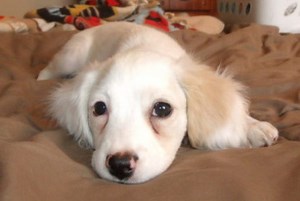 Cocker Spaniel/Pomeranian Mix Available for Adoption