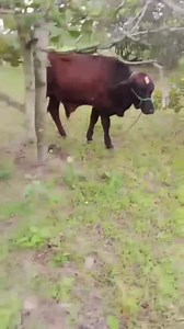 Buổi chiều làm em vim VIP nèo... Ace có bò bê bán alo Em..0332532495 | Triệu Đức Thông