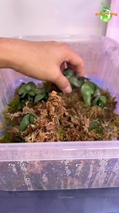 50K views · 152 reactions | Hoya Propagation : Hoya Carnosa Compacta #hoya #hoyas #plantsmakepeoplehappy #plantsofinstagram #propagation | The Green Earth | Facebook