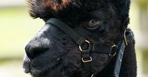 24/7 webcam set up to watch over doomed alpaca