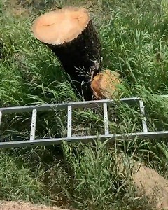 11 reactions | You have never seen such huge slabs of wood! Oak and ash are able to surprise #wood #woodworking #Oak #ash #slabs | Belko Wood | Facebook