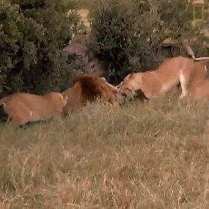 7.6K views · 213 reactions | Ushawahi kuona vita ya simba dume kupambania majike? Ni hatari sana Simba huua watoto wa dume mwingine kisha kupambana na dume na majike ili awe baba mwenye familia. #Jionee #hapa | Utalii Plus Tanzania | Facebook