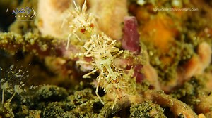 1.4K views · 93 reactions | Spiny Tiger Shrimp (Phyllognathia ceratophthalmus) grow only up to around 1 cm in size. Normally, they can be found next to sponges, algae and in the rubble. This beautiful couple was on the move! | NAD Lembeh | Facebook