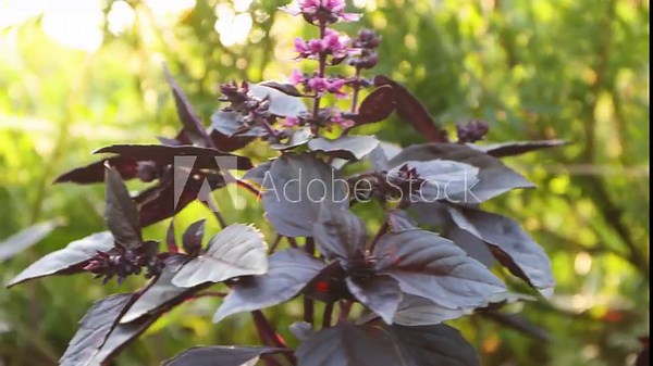 Growing purple basil. Close-up. Blooming purple basil grows in the garden. Smooth camera movement along the basil bushes.
