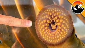 The Truth About a Giant Parasite