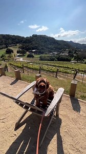 There's tail-waggin' fun to be had at every corner of The Ranch. When you bring your furry companions along, we'll spoil them with a plush dog bed, bowls for food, and even their own pooch room service menu. (Reel: @thatdoodlecanela) | Carmel Valley Ranch