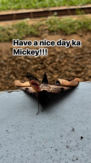 God bless everyone!!! #fbreelsfypシ゚viralfbreelsfypシ゚viral #naturelover #everyone #followers #friends #thankfulgratefulandblessed | Hidden Mickey Spring Resort