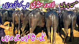 3.1K views · 343 reactions | Lahore Shahpur Kanjran Mandi ｜｜ Kheeri-Doondi Crossable Jhotian ｜｜ Nili Ravi Heifers (Katti) Farming | Farming Business TV | Facebook