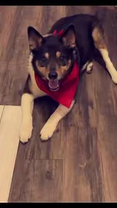 It is with heavy hearts that we share former HSNW “Buddy” crossed over to the rainbow 🌈 bridge. He had a wonderful adopter in a loving home since his original owner became ill and was unable to care for him. She put together this video for us to share. RIP Buddy you will be missed by so many. | Humane Society of Northwest Iowa