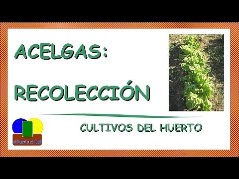 Como coger acelgas