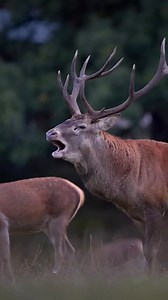 101K views · 1.9K reactions | [TEAMING NAC] Ojalá cada bala fuese un...