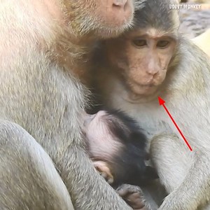 Mother, you need to beware of the big monkey, he is going to steal milk then. | Bobby Monkey