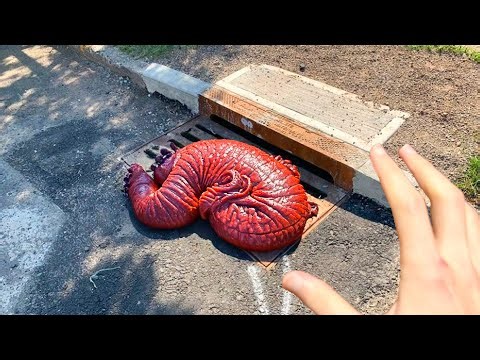 this strange CREATURE is in my SEWER..