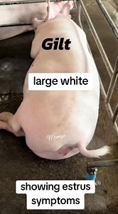 71K views · 275 reactions | Large white gilt pwede ng mag ai  #highlight #fblifestyle #fypviralシ #pigfarming | Conge Meann | Facebook