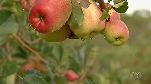 Produtores começam a plantar maçã no Cerrado de Goiás