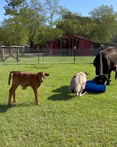 35K views · 3.4K reactions | We got turned upside down | Shirtless Jake's Homestead | Facebook