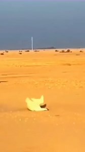 10M views · 73K reactions | Daily African Animals on Reels | Facebook