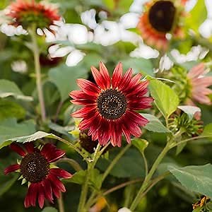 Eden Brothers Sunflower Seeds - Chocolate