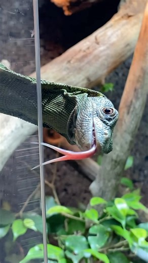 26K views · 417 reactions | Lunch time for Basil, my green tree...