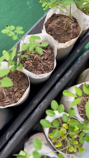 $4 • Moringa Oleifera Plants | Over 18 Inches Tall | Miracle Tree | Malunggay | Drumstick • $4 For Each Plant • Delivery Method: Local Pickup Only • Payment: Cash, CashApp, Zelle, PayPal, Venmo, Bank Of America Our Well-Rooted, Organic, Non-GMO, Healthy, Mature Moringa Oleifera Plants Grown From Seeds, Come In Either A Black 1 Gallon Nursery Plant Pot (6.5"D x 6.5"W x 6.7"H), Thickened & Flexible Plastic With Bottom Drain Hole, A White Breathable & Biodegradable Grow Bag Made From A Non-Woven Ae