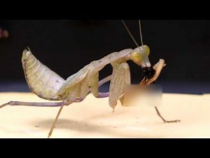 MANTIS and 100 FLIES! 【LIVE FEEDING】