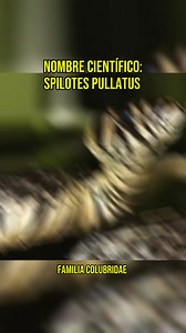 Spilotes pullatus (mica o chichicúa) 🐍 #nature #moon #natureinspired #snake #photography #viralreels | Animalia