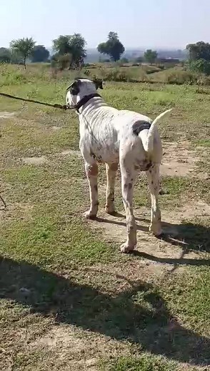 Bodybuilder BEAST 💥🔥🎉 #Pakistani_Bully #pakistanibully #bully #BK #beast #bullykutta #mastiff #bulldog | Great Bully and Pitbull Legends