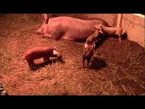 Baby Pigs