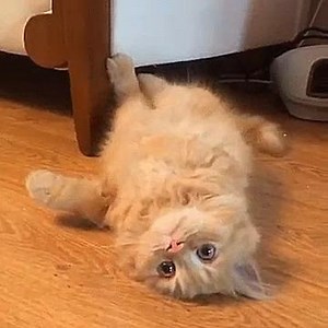 4.7K reactions · 946 shares | Hello from the underworld! <3 | Horseplay Today | Facebook