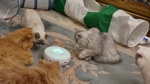 6.4K views · 407 reactions | The adult resident lazy cats are non plussed by toys, Babybutton is scared! | Strawberry Persian Pedigree Cat Rescue UK | Facebook