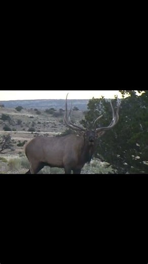 2.2K views · 34 reactions | Volume ON!  Incredible elk encounter! | Stoney Wolf Outdoors | Facebook