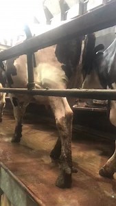 Looking for in-milk cows? 🐄⭐ 90 Holstein in-calf Cows for sale in Cheshire from Hassall Brothers Auctioneers & Valuers Lots of power and serious milk, suit a commercial milk producer. Vaccinated further details available. Clean TB area and pre movement tested ready to go. https://beta.sellmylivestock.co.uk/view/listing/holstein-in-calf-breeding-dairy-cows-heifers-B0971408 | SellMyLivestock