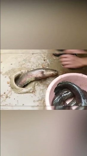 #17 60 Moments Fous et Talents Incroyables : L’Incroyable Compilation Qui Va Vous Faire Rire | Laugh