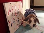 Bini The Bunny shows off artistic side by painting