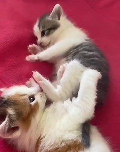 Hershey's kitten are getting so playful | Rescue Ranch