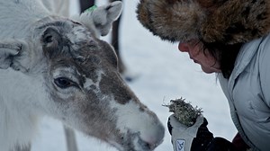 The Deep Relationship of the Sami and Reindeer | Wild Scandinavia