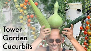 1.2K views · 64 reactions | You can grow Calabash (bottle gourds), Luffa Sponges, and Cucumbers on a Tower Garden! Cucurbits grow prolifically on a Tower Garden, see how we grow them! | Agrotonomy Tower Farms | Facebook