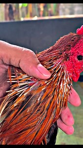 207K views · 3.4K reactions | Bulu rebung pertanda siap masuk box,supaya pertumbuhan bulunya bisa rapi dan bagus #jagoblorok #khoytrad #rebung #bulurebung #pakhoy #fypchallenge #viralreelschallenge #viralreelsシ #kontenayam #pakhoydrumband #viralreelschallenge #pakhoyfullbrakot #ayamrawatan #khoytrad #jagobangkok #bobbyayam | Jago Blorok | Facebook