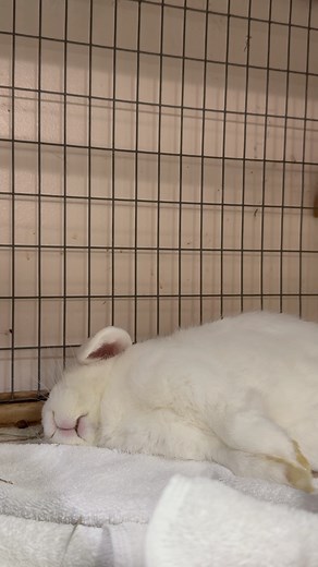 Root Beer Guy totally conked out. | SaveABunny