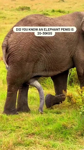 ELEPHANTS ARE HUGE #foryoupage #nature #wildlife #elephant #fyp