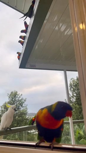 1032.Lorikeet yawning at my window #wakeup #wakeup챌린지 #morning #rainyday #birds #cockatoo #lorikeet #fyp #perte #funnybirds #wildlife #meanwhileinaustralia #cuteanimals #australia #parrots #aussielife #beachvibes,#sea,#ocean,#sunset,#sun#matchalatte,#matchalover,#matchatok,#matchatea,#matchapowder#spotlight,#amazonfinds,#dadsoftiktok,#lifehack | Norma Hogan