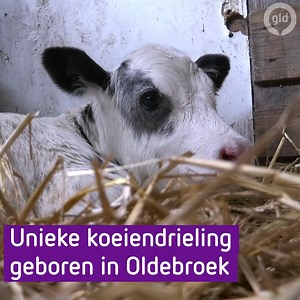 In Oldebroek is een unieke koeiendrieling geboren 🐄🐄🐄 | Omroep Gelderland