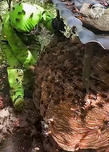 942K views · 5.5K reactions | Destroying a massive hornet nest Partner: unseengroups | Bored Panda Art | Facebook